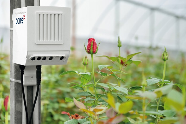 Ứng dụng AI trong kiểm soát sâu bướm đêm giả trên hoa hồng